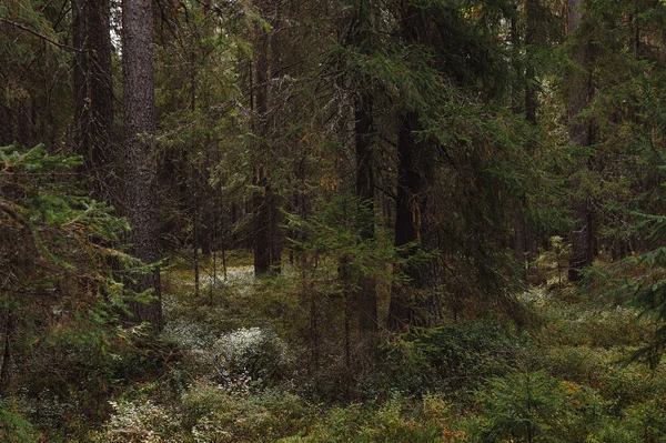 Závan Podzimu Lese Blízkosti Břehu Jezera Lesa — Stock fotografie