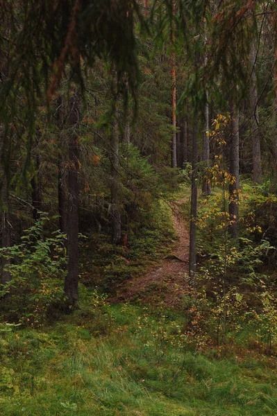 Závan Podzimu Lese Blízkosti Břehu Jezera Lesa — Stock fotografie