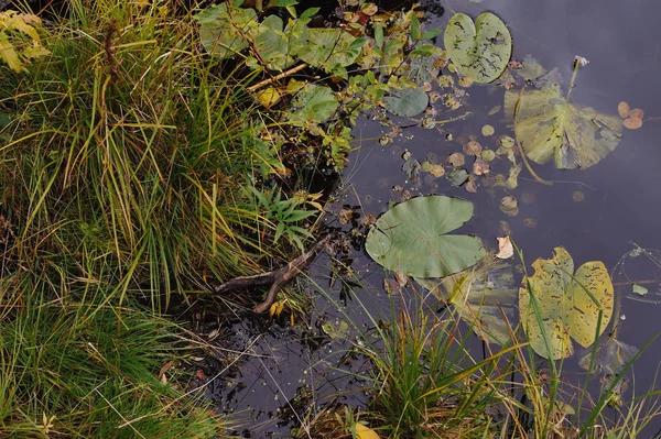 Primer Plano Del Fondo Superficie Del Lago Forestal — Foto de Stock