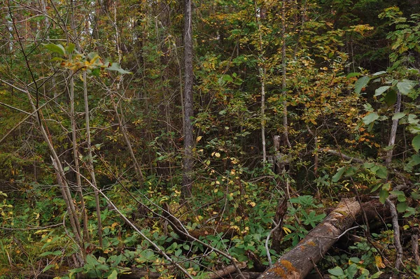 Powiew Jesieni Lesie Pobliżu Brzegu Jeziora Las — Zdjęcie stockowe