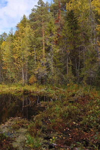 Souffle Automne Dans Les Bois Près Rive Lac Forestier — Photo