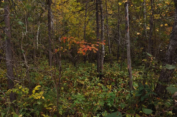 The breath of autumn in the woods, near the shore of a forest lake