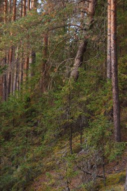 Sonbahar bir orman gölün kıyısında yakınındaki ormanda nefes