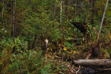 Kütükleri düşmüş ağaçlardan. Bir orman göl kıyısında kunduz izleri.