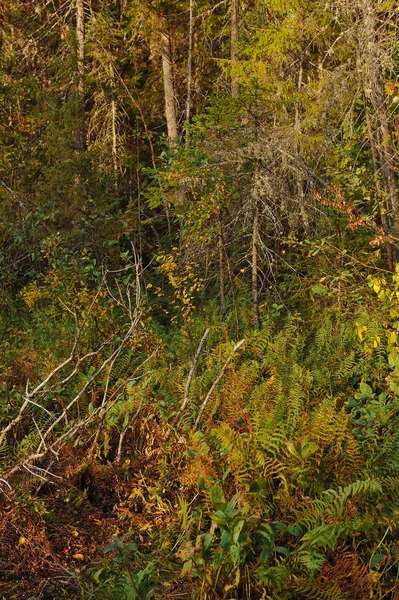 Powiew Jesieni Lesie Pobliżu Brzegu Jeziora Las — Zdjęcie stockowe