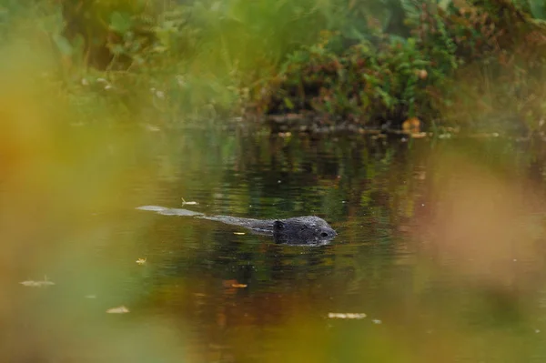 Bever Het Bos Meer — Stockfoto