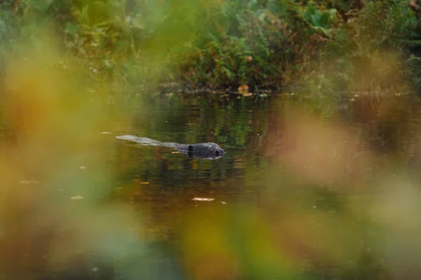 Beaver Drijvend Het Oppervlak Van Een Bos Meer — Stockfoto