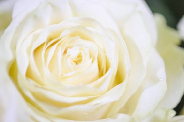 Tesisi için maksimum gerçekçilik vermek için en az rötuş ile hassas beyaz doğal gül.