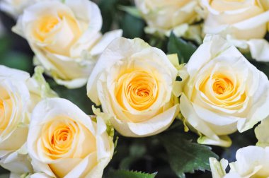 Doğal gül narin sarı tesisi için maksimum gerçekçilik vermek için beyaz en az rötuş.