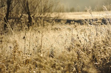 Sabah erkenden ayaz frost keskin soğutma ve yüksek nem nedeniyle çayır çimen kaplı.