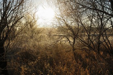 Sabah erkenden ayaz frost keskin soğutma ve yüksek nem nedeniyle çayır çimen kaplı.