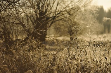 Sabah erkenden ayaz frost keskin soğutma ve yüksek nem nedeniyle çayır çimen kaplı.