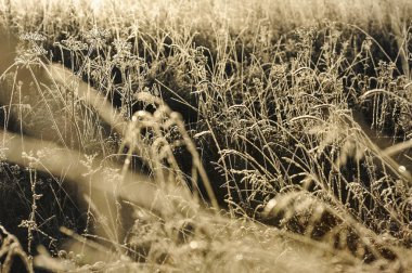 Sabah erkenden ayaz frost keskin soğutma ve yüksek nem nedeniyle çayır çimen kaplı.