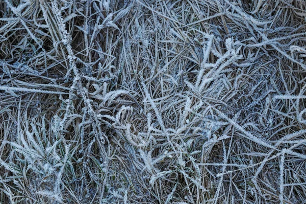 牧草地の草は冷ややかな早朝シャープ冷却と高湿度のため霜で覆われて — ストック写真