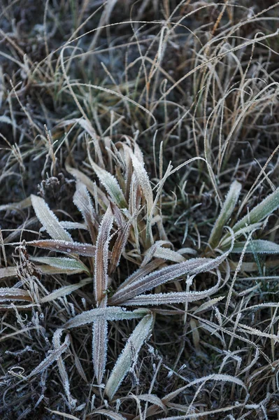 Durch Die Scharfe Abkühlung Und Hohe Luftfeuchtigkeit Frühen Frostigen Morgen — Stockfoto