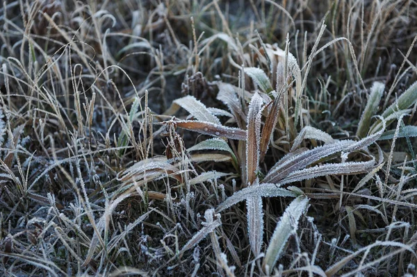 Durch Die Scharfe Abkühlung Und Hohe Luftfeuchtigkeit Frühen Frostigen Morgen — Stockfoto