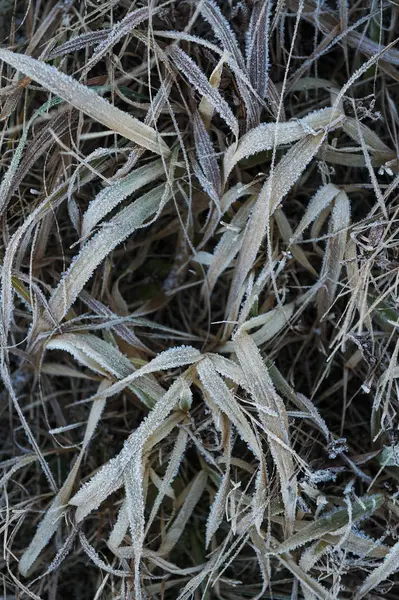 Durch Die Scharfe Abkühlung Und Hohe Luftfeuchtigkeit Frühen Frostigen Morgen — Stockfoto