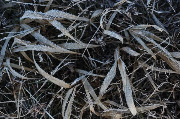 Durch Die Scharfe Abkühlung Und Hohe Luftfeuchtigkeit Frühen Frostigen Morgen — Stockfoto