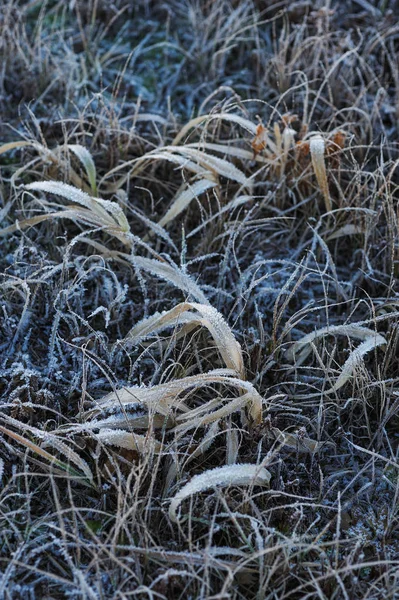 Durch Die Scharfe Abkühlung Und Hohe Luftfeuchtigkeit Frühen Frostigen Morgen — Stockfoto