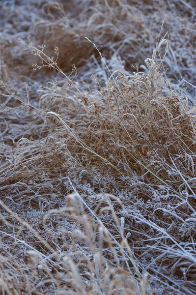 Luční Pokryté Mrazem Díky Ostře Chlazení Vysokou Vlhkost Mrazivé Ranní — Stock fotografie