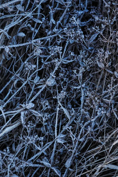 Ängen Gräset Täckt Med Frost Grund Den Skarp Kyla Och — Stockfoto