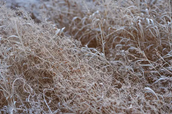 Durch Die Scharfe Abkühlung Und Hohe Luftfeuchtigkeit Frühen Frostigen Morgen — Stockfoto