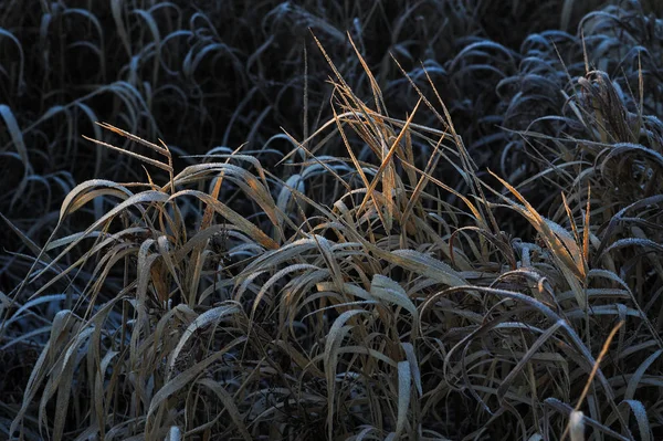 Durch Die Scharfe Abkühlung Und Hohe Luftfeuchtigkeit Frühen Frostigen Morgen — Stockfoto