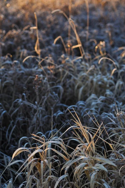 Durch Die Scharfe Abkühlung Und Hohe Luftfeuchtigkeit Frühen Frostigen Morgen — Stockfoto