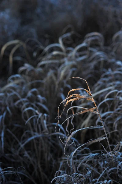 Durch Die Scharfe Abkühlung Und Hohe Luftfeuchtigkeit Frühen Frostigen Morgen — Stockfoto