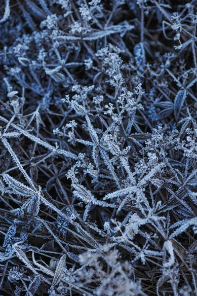Луговая Трава Покрыта Морозом Резкого Похолодания Высокой Влажности Рано Утром — стоковое фото
