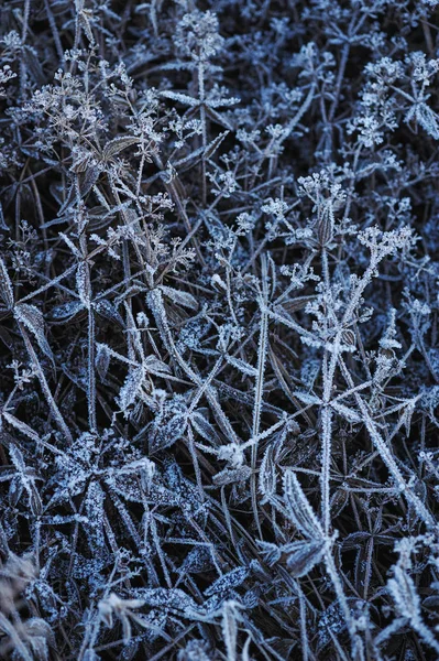 Ängen Gräset Täckt Med Frost Grund Den Skarp Kyla Och — Stockfoto