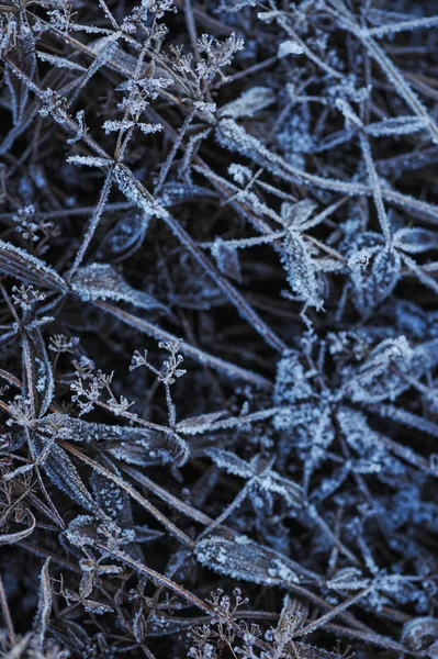 Ängen Gräset Täckt Med Frost Grund Den Skarp Kyla Och — Stockfoto