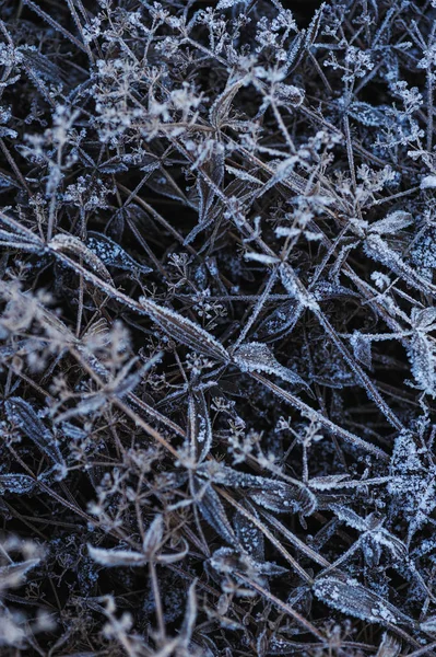 Durch Die Scharfe Abkühlung Und Hohe Luftfeuchtigkeit Frühen Frostigen Morgen — Stockfoto