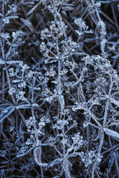 Erba Prato Coperto Gelo Causa Del Forte Raffreddamento Alta Umidità — Foto Stock