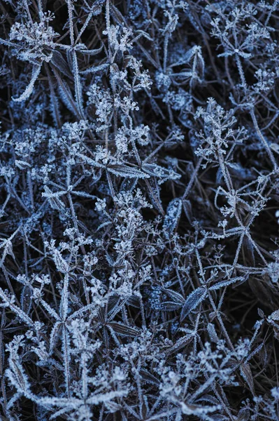 Herbe Prairie Recouverte Givre Raison Refroidissement Brusque Humidité Élevée Tôt — Photo