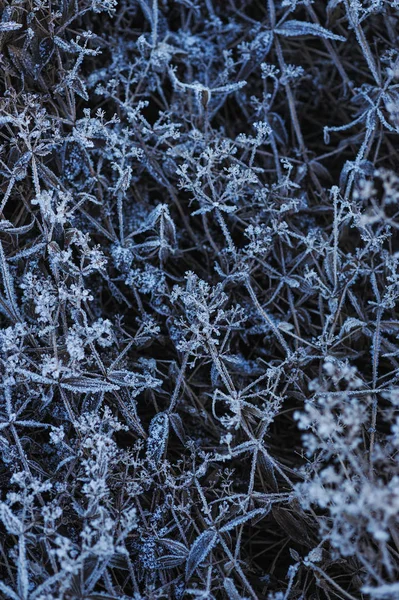 牧草地の草は冷ややかな早朝シャープ冷却と高湿度のため霜で覆われて — ストック写真