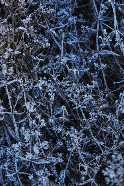 牧草地の草は冷ややかな早朝シャープ冷却と高湿度のため霜で覆われて — ストック写真