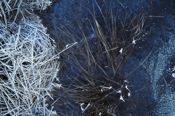 Thin Transparent Ice Surface Reservoir Dried Grass Air Bubbles — Stock Photo, Image