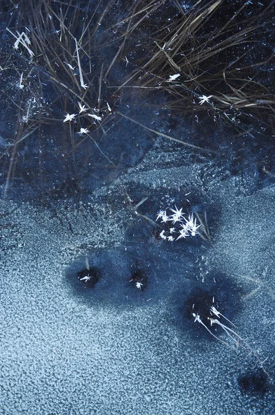 Tenké Průhledné Led Povrchu Nádrže Sušené Trávy Vzduchové Bubliny Pod — Stock fotografie