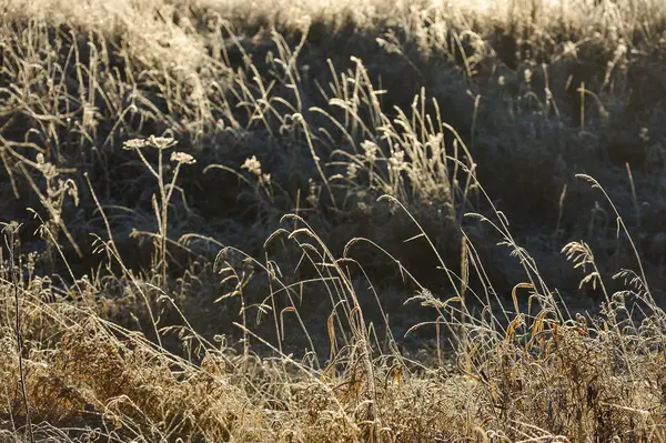 Meadow Grass Covered Frost Due Sharp Cooling High Humidity Early — Stock Photo, Image