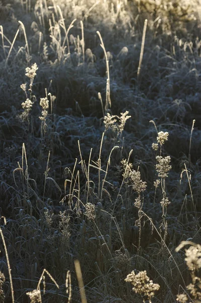 Weide Gras Bedekt Met Vorst Als Gevolg Van Scherpe Koeling — Stockfoto