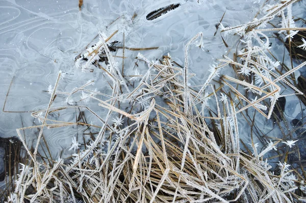 由于霜冻的清爽和潮湿程度高 在寒冷的清晨 草甸上覆盖着霜冻 — 图库照片