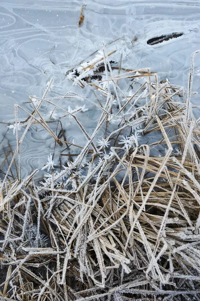 牧草地の草は冷ややかな早朝シャープ冷却と高湿度のため霜で覆われて — ストック写真