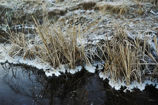 Meadow Grass Covered Frost Due Sharp Cooling High Humidity Early — Stock Photo, Image