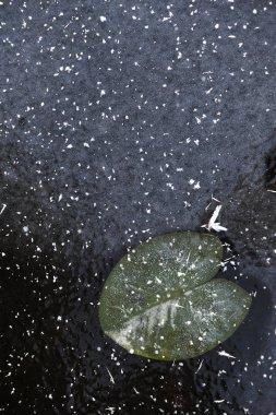 Donmuş nilüferler yaprakları donmuş gölün yüzeyinde.