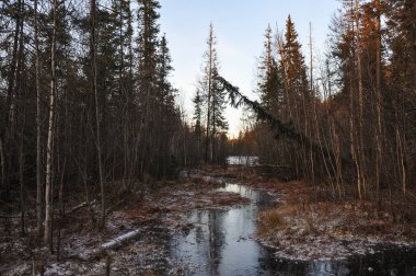 Kış orman gölün kıyısında yakınındaki ormanda nefes