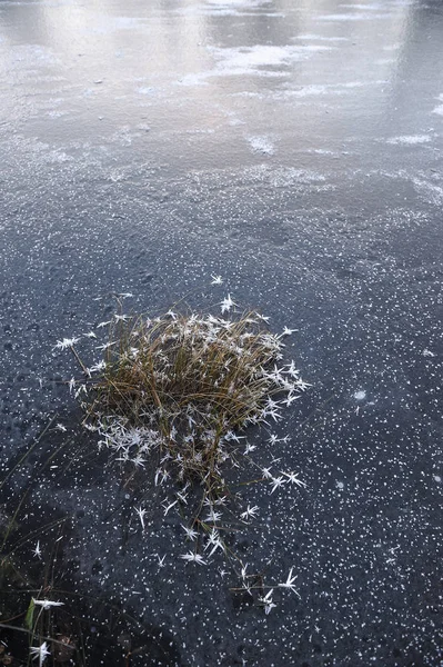 Tunn Transparent Ytan Behållaren Med Torkat Gräs Och Luft Bubblor — Stockfoto