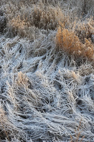 牧草地の草は冷ややかな早朝シャープ冷却と高湿度のため霜で覆われて — ストック写真
