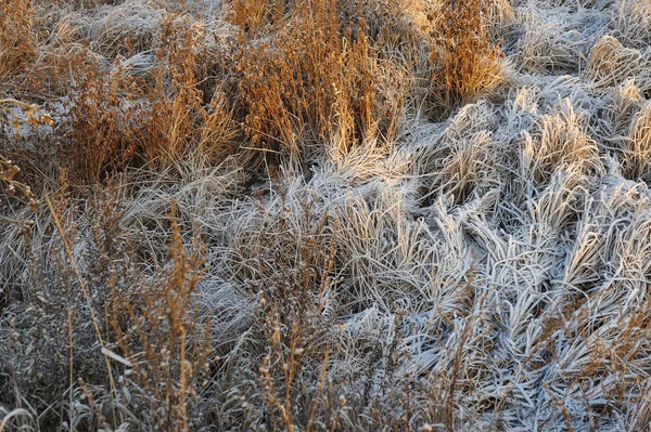 Weide Gras Bedekt Met Vorst Als Gevolg Van Scherpe Koeling — Stockfoto