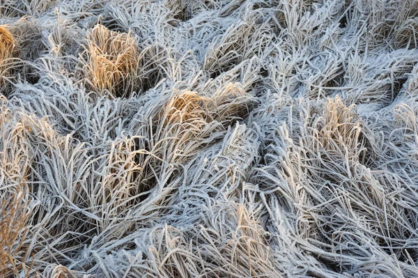 Erba Prato Coperto Gelo Causa Del Forte Raffreddamento Alta Umidità — Foto Stock